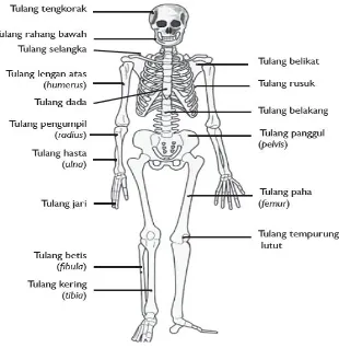 Gambar 2 : Struktur Tulang  