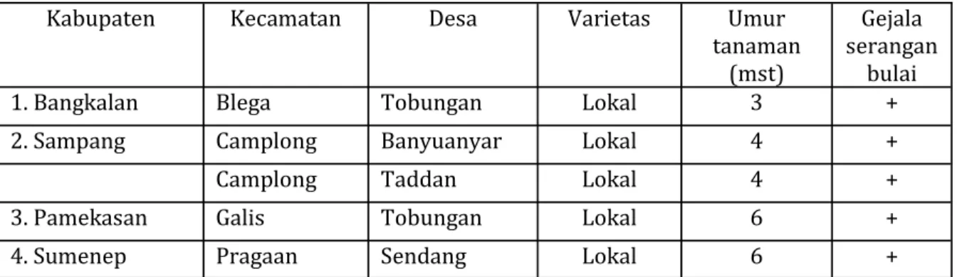 Tabel 2. Sebaran penyakit bulai di Pulau Madura Jawa Timur 