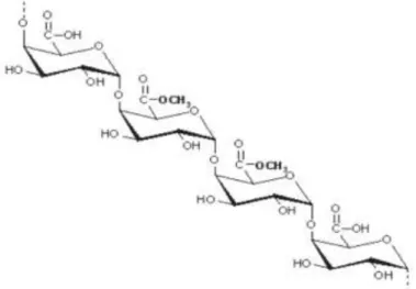 Gambar 2.6 Rantai Molekul Pektin (Sriamornsak, 1998) 