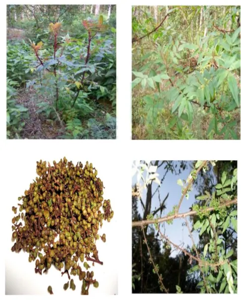 Gambar  1  :  Tanaman  Andaliman  (a)tanaman  andaliman;  (b)daun  andaliman;  (c)buah andaliman; (d)batang andaliman