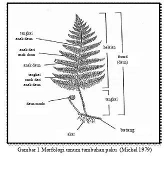 Gambar 1 Morfologi umum tumbuhan paku  (Mickel 1979)