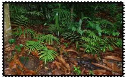 Gambar 4 Lokasi penelitian hutan kota Arboretum Cibubur
