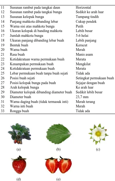 Gambar 7. Karakter Morfologis Tanaman Stroberi Genotip 7 : (a) tanaman stroberi, (b) daun, (c) bunga, (d) buah, (e) daging buah 