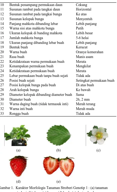 Gambar 1. Karakter Morfologis Tanaman Stroberi Genotip 1 : (a) tanaman stroberi, (b) daun, (c) bunga, (d) buah, (e) daging buah 