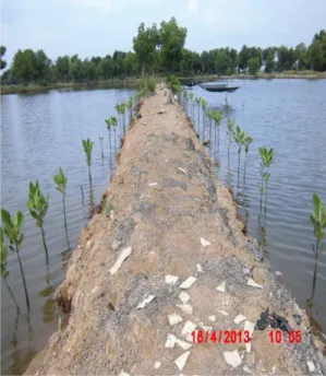 Gambar L6 Daerah yang ditanam pohon mangrove oleh Pertamina (Foto  yang didapatkan dari hasil dokumentasi pihak LBLL.) 
