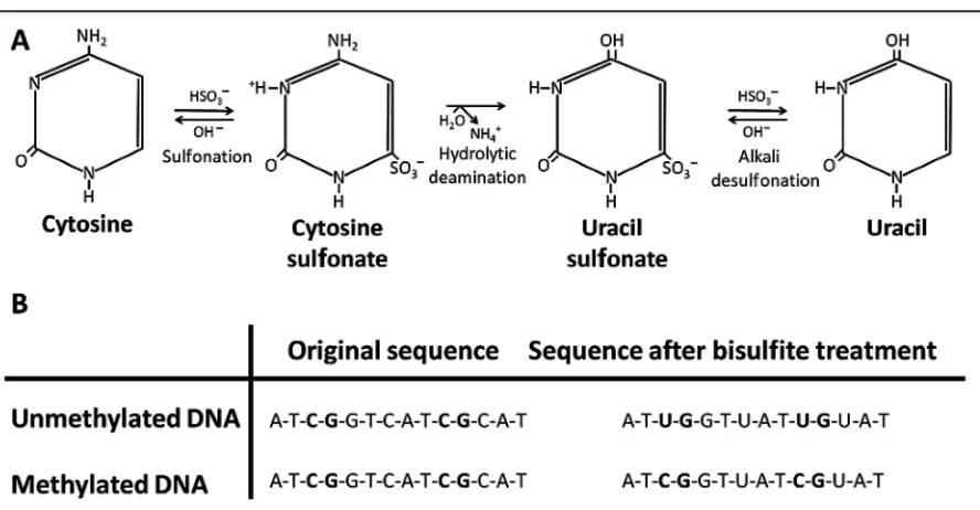 Fig. 1. Sodium bisulfite treatment of genomic DNA.