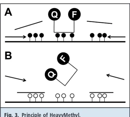 Fig. 3. Principle of HeavyMethyl.