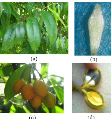 Gambar 10 (a) daun, (b) bakal buah berbulu halus,          (c) buah matang, (d) biji 