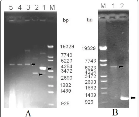 Figure 2 Agarose gel electrophoresis of the PCR products ofM: molecular weight marker; Lane 1: plasmid of pET30a/His-EDDIE-CAD; Lane 2: plasmid of pET30a; Lane 3-5: plasmid of pET30a/His-EDDIE-GFP;the GFP gene and of plasmid pET30a/His-EDDIE-GFP