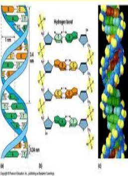Fig : DNA double helix