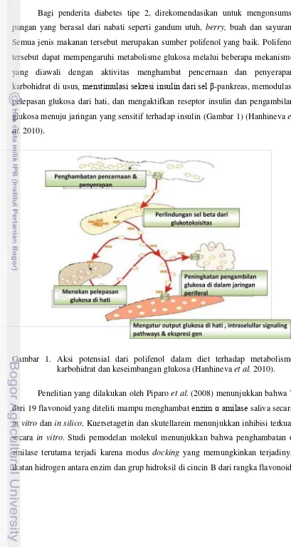 Gambar 1. Aksi potensial dari polifenol dalam diet terhadap metabolisme 