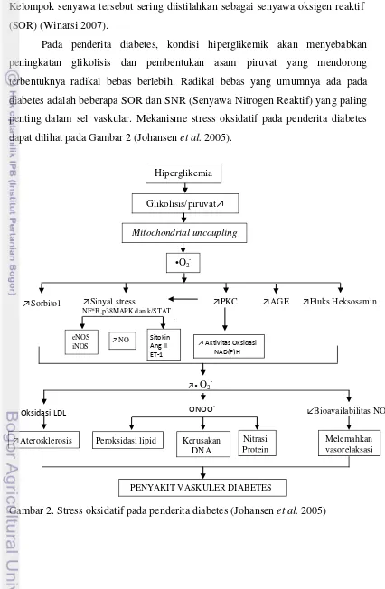 Gambar 2. Stress oksidatif pada penderita diabetes (Johansen et al. 2005) 
