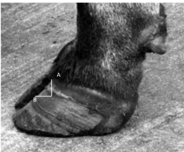 Gambar 1. Kuku Kaki Depan Normal Tampak dari Sisi Lateral  Sumber : (Greenough et al, 1996) 