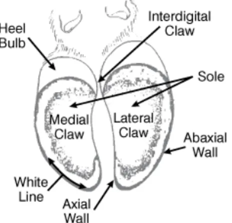 Gambar 2. Kuku kaki depan dilihat dari sisi ventral (Greenough and Paul, 1996) 