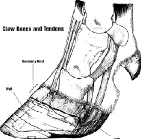 Gambar 3. Kuku kaki depan sapi tampak dari sisi lateral (Greenough, 1996) 