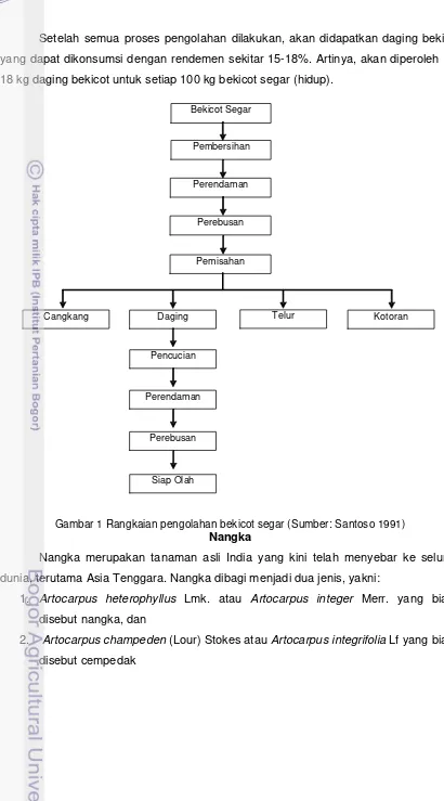 Gambar 1 Rangkaian pengolahan bekicot segar (Sumber: Santoso 1991) 