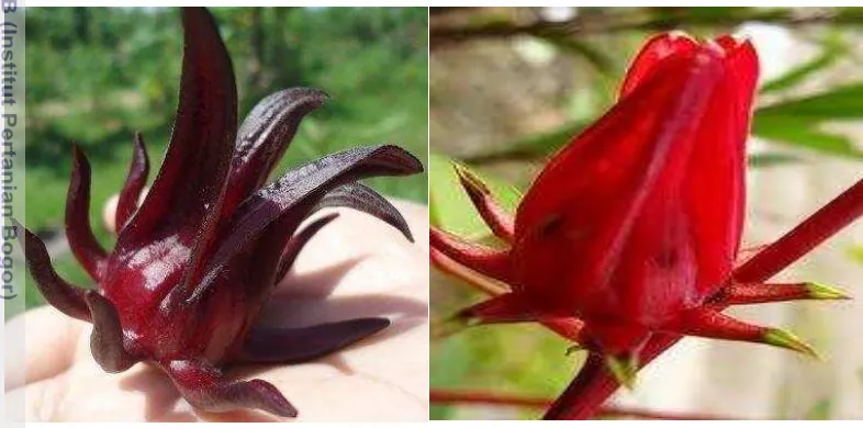 Gambar 1. Kelopak bunga rosela ungu (kiri) dan kelopak bunga rosela merah 
