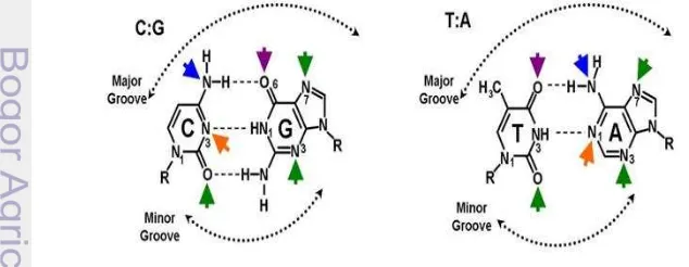 Gambar 1. Senyawa alkilasi membuat modifikasi DNA (warna ungu menunjukkan tempat 