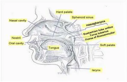 Gambar 2.1 : Anatomi nasofaring (http//:Brain-klinik-blogspot.com,2008) 