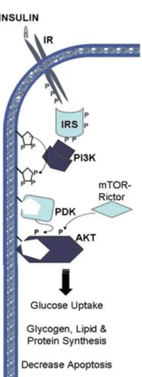 Gambar 2   Insulin signaling pathway 