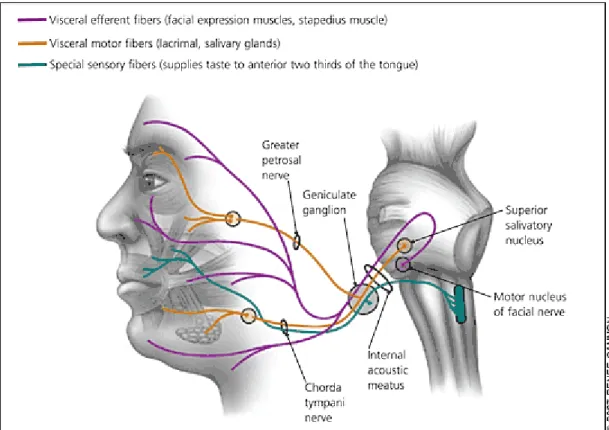 Gambar 1. Anatomi nervus facialis 