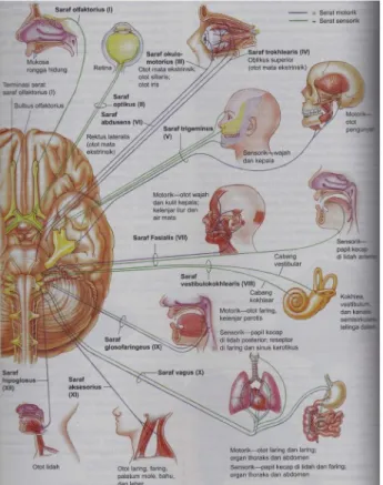 Gambar 9. Pandangan Inferior Otak dan Perlekatan 12 Nervi Craniales 6