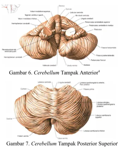 Gambar 6. Cerebellum Tampak Anterior 4