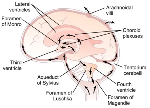 Gambar 2.1 Sirkulasi Cairan Cerebro Spinal (CSS) 1. Pleksus koroideus