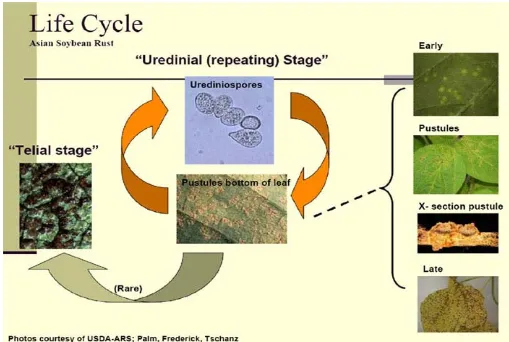 Gambar 4. Siklus hidup penyakit karat kedelai  Sumber : Frederick, 2008. 