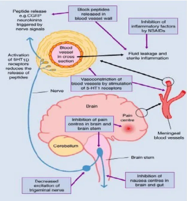 Gambar 2.3. Patofisiologi migren  dikutip dari : (Shankar, 2009)   