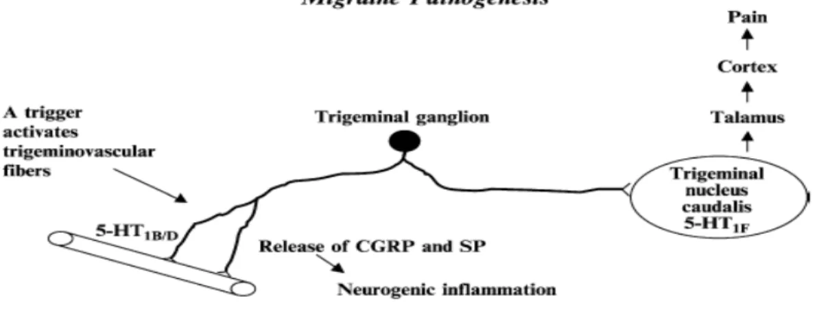 Gambar 2.1.  Neuron trigeminovaskular yang respon terhadap berbagai pemicu mengakibatkan  pelepasan  substan P (SP) dan calcitonin gene-related peptide (CGRP) yang menyebabkan  vasodilatasi, perubahan permeabilitas vaskular dan edema pada meningeal