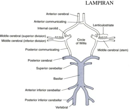 Gambar 3. Arteria dari sirkulasi cerebri anterior (putih) dan posterior (biru) dalam  hubungannya dengan circulus Willisii 