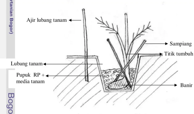Gambar 12. Penanaman Bibit Sagu