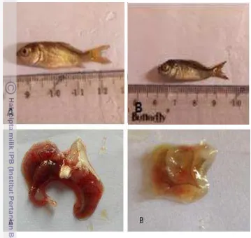 Gambar 3 Kondisi fisik ikan mas pascauji tantang dengan filtrat KHV, badan dan 
