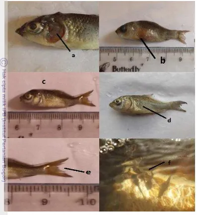 Gambar 4 Gejala klinis ikan yang terinfeksi KHV; a) kerusakan insang, b) bercak 