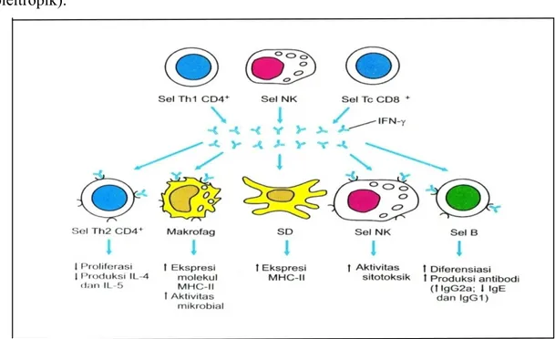 Gambar 1. Aktifitas pleotropik IFN-γ 