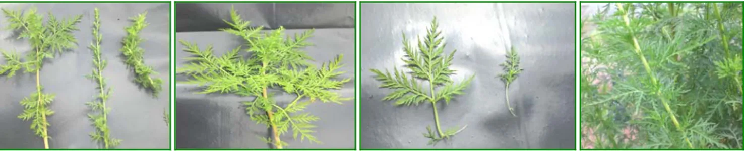 Gambar 3. Visual daun yang berbeda dari berbagai genotipe.  Tabel 4.  Warna daun dan batang pada galur somaklon, 4 bulan setelah tanam