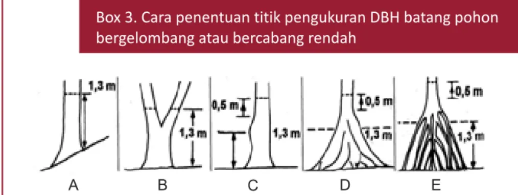 Gambar 4. Skematis cara menentukan ketinggian pengukuran DBH batang pohon yang tidak beraturan bentuknya (Weyerhaeuser dan Tennigkeit, 2000)