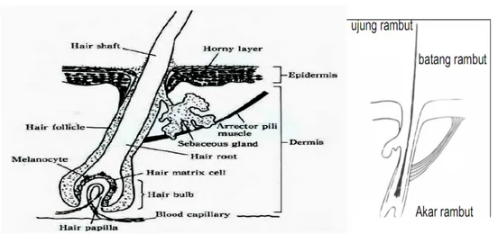 Gambar 2.4. Anatomi rambut (Mitsui, 1997). 