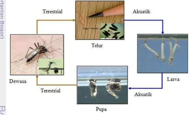 Gambar 1  Daur hidup Aedes spp. (Sumber: CDC 2012). 