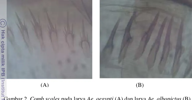 Gambar 2  Comb scales pada larva Ae. aegypti (A) dan larva Ae. albopictus (B). 