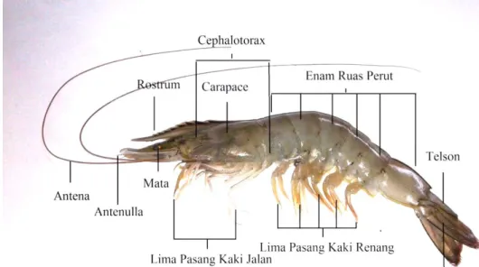 Gambar 1 Morfologi udang vaname  