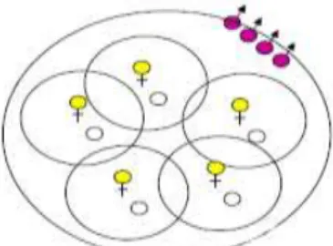 Gambar 6. Skema struktur kelompok sosial clan  e.  Fusion fision 