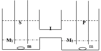Gambar 2. Sel membran cair fasa ruah secarakonsekutif dimana S = fasa sumber, I = fasaintermediet, P = fasa penerima, M1 dan M2 = fasamembran, sedangkan m = magnetik bar