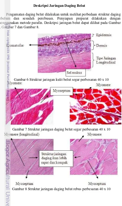 Gambar 8 Struktur jaringan daging belut rebus perbesaran 40 x 10 