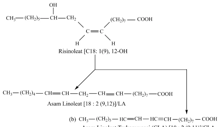 Gambar 1. Persamaan reaksi dehidrasi risinoleat dalam bentuk asam lemaknya