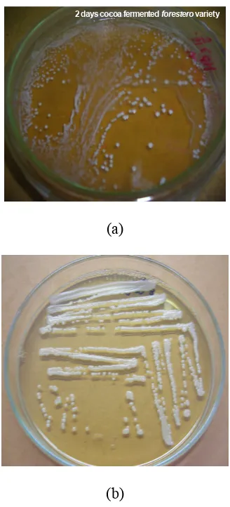 Table 1: Aktifitas antimikroba 11 isolat bakteri asam laktat asal 2 hari fermentasi kakao varietasforestero pada media MRS agar dengan menggunakan uji paper diffusi assay 48 jam.