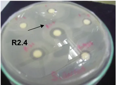 Gambar 2. Uji Aktifitas bakteri asam laktat terhadap bakteri patogen (S.aureus dan Listeria m.)