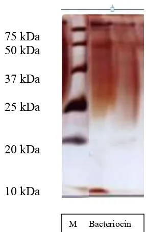 Gambar 3. SDS-PAGE dari Kultur krud isolat R2.4, Lane 1; molekular markers, lane 2; Beratmolekul krud R2.4