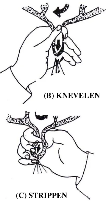Gambar 2. Metode pemerahan “(A) Whole hand, (B) Strippen dan (C) Knevelen”             